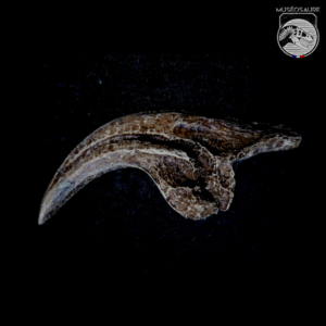 Griffe Allosaure