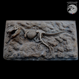 Tyrannosaure - Squelette