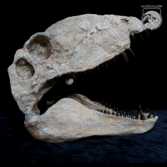 Dimetrodon - Crâne 1:1