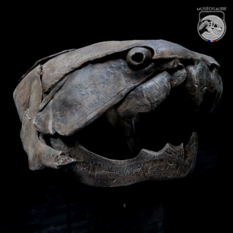 Dunkleosteus - Crâne 1:1