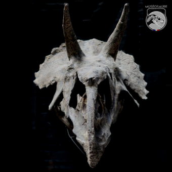 Triceratops - Crâne 1:1