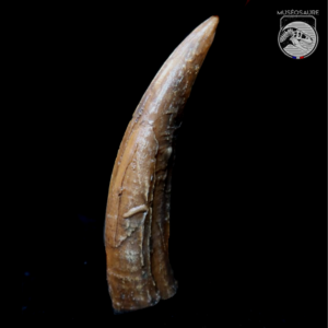 Canine Smilodon