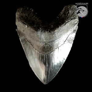 Dent Mégalodon